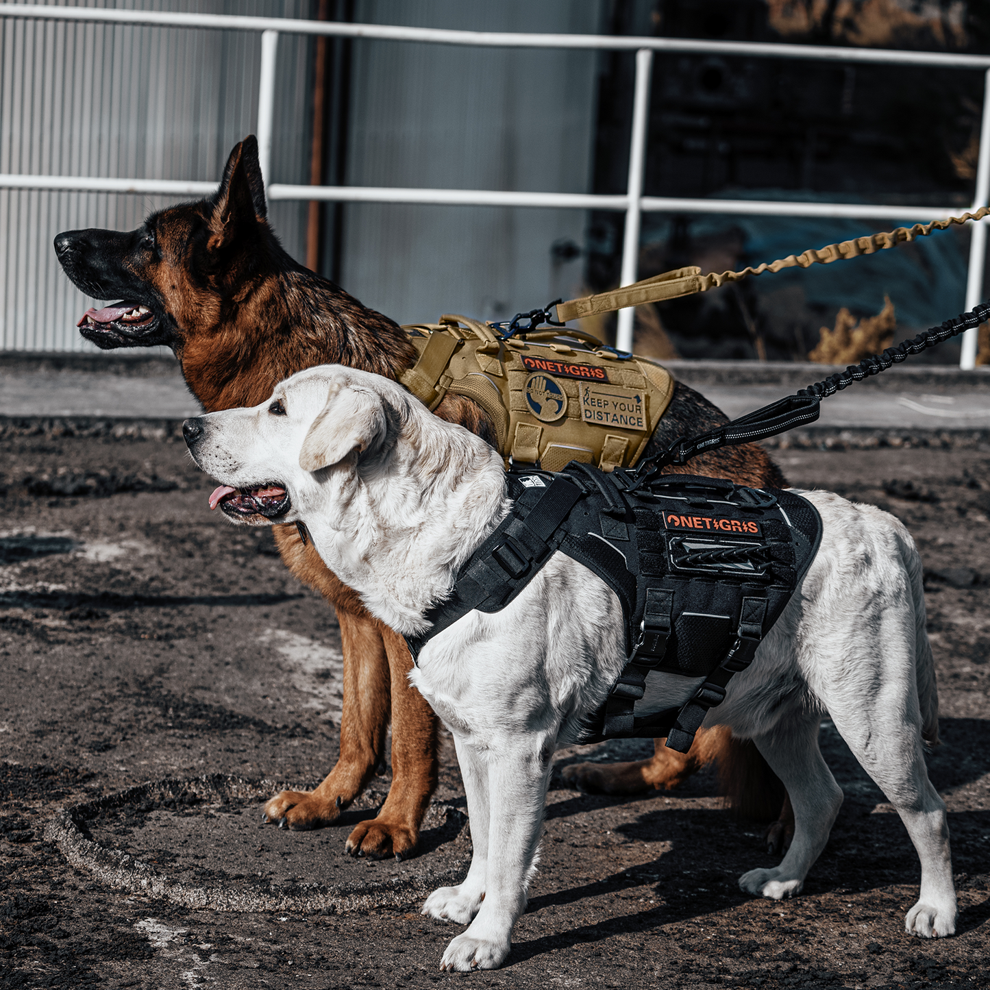 TORPEDO TACTICAL kutyahám