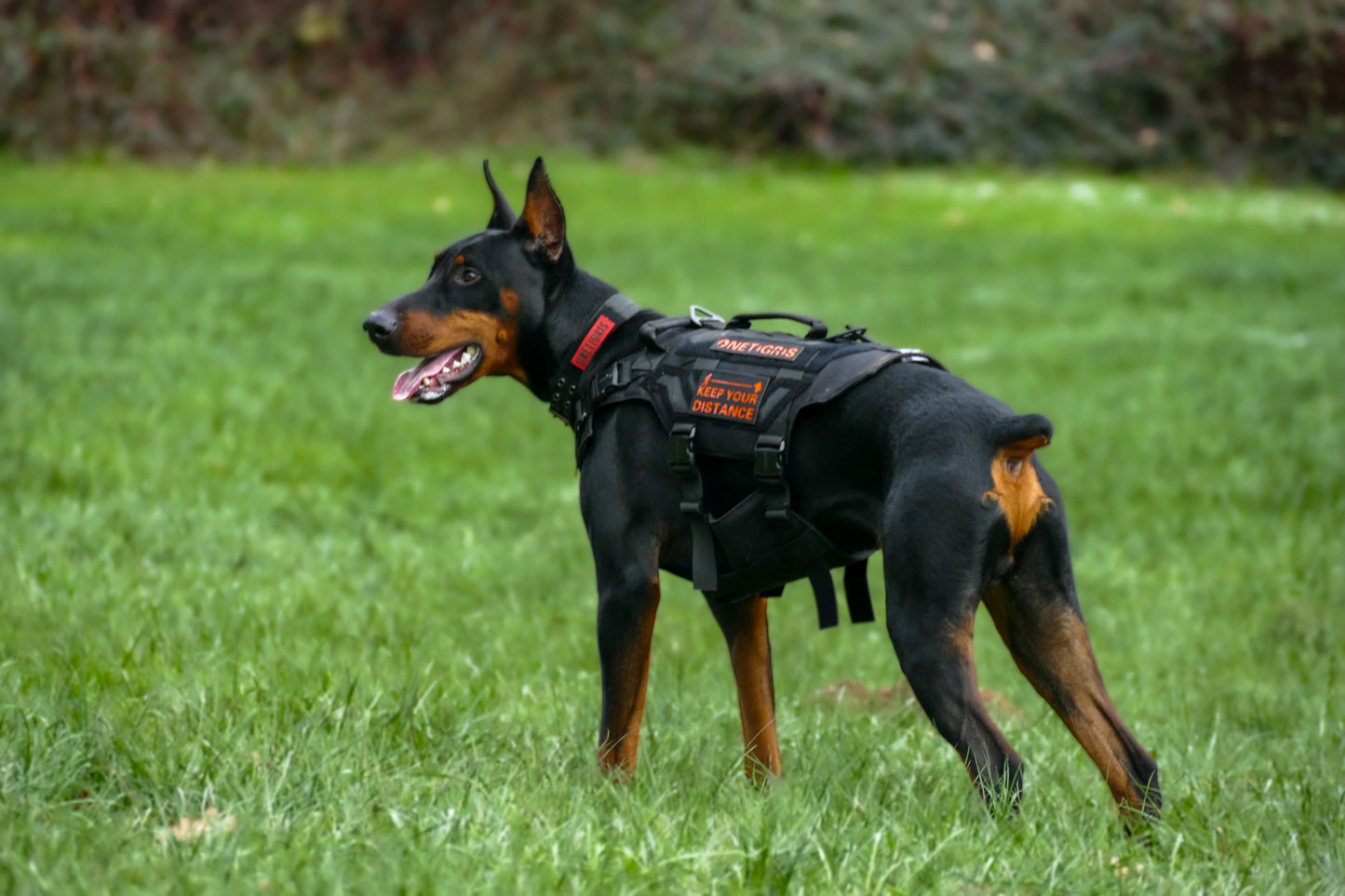 X ARMOR TACTICAL kutyahám