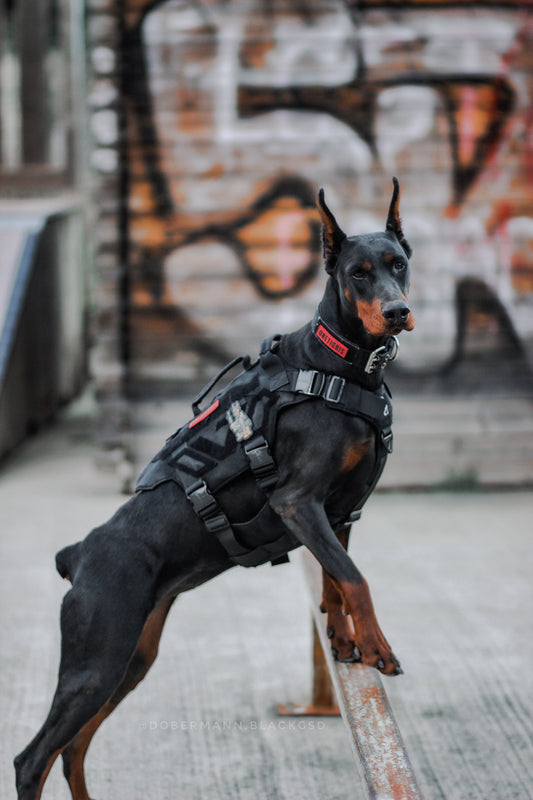 X ARMOR TACTICAL kutyahám